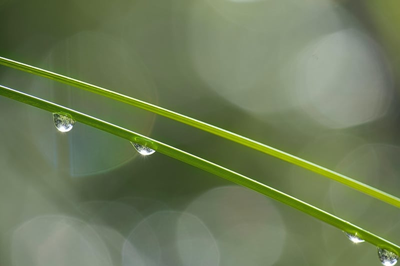 Quiet Reflection